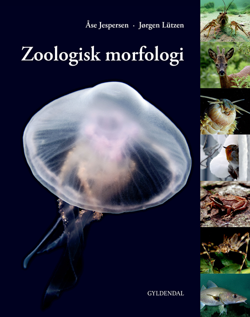 Cover for Åse Jespersen; Jørgen Lützen · Zoologisk morfologi (Sewn Spine Book) [5º edição] (2019)