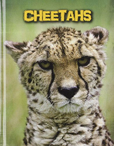 Cover for Charlotte Guillain · Cheetahs (Living in the Wild: Big Cats) (Hardcover Book) (2014)