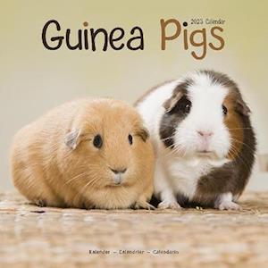 Cover for Kalender · Guinea Pigs 2023 Wall Calendar (Calendar) (2022)