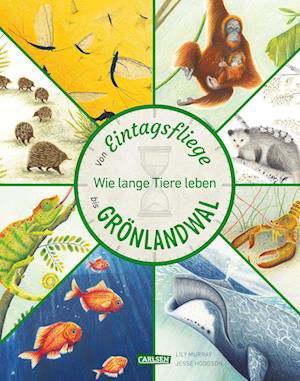 Cover for Lily Murray · Von Eintagsfliege bis Grönlandwal (Book) (2024)