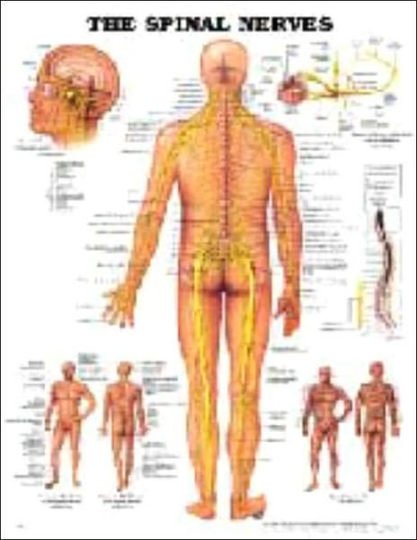 Cover for Anatomical Chart Com · The Spinal Nerves Anatomical Chart (Map) (2002)