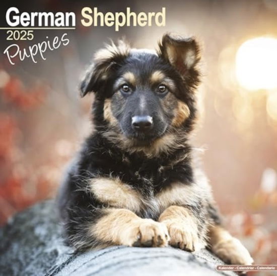 Cover for German Shepherd Puppies Calendar 2025  Square Dog Puppy Breed Wall Calendar - 16 Month (Calendar) (2024)