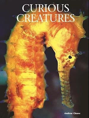 Cover for Andrew Cleave · Curious Creatures - Creatures of the Ocean (Innbunden bok) (2019)