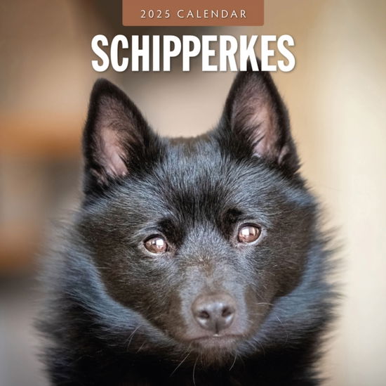 Cover for Red Robin · Schipperkes 2025 Square Wall Calendar (Paperback Book) (2024)