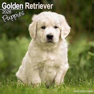 Cover for Golden Retriever Puppies Calendar 2026  Square Dog Puppy Breed Wall Calendar - 16 Month (Calendar) (2025)