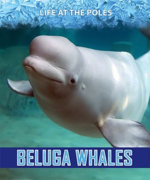 Cover for Kathy Furgang · Beluga Whales (Paperback Book) (2019)