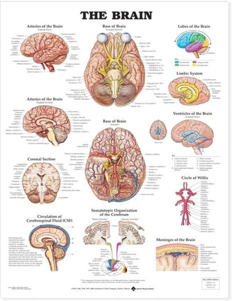Cover for The Brain Anatomical Chart (Map) (2000)