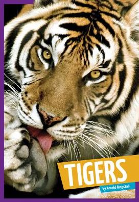 Tigers (Wild Cats) - Arnold Ringstad - Boeken - Amicus High Interest - 9781607536055 - 1 augustus 2014