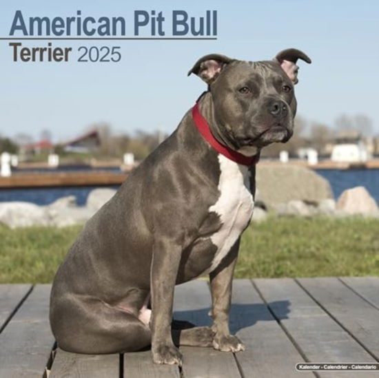 Cover for American Pit Bull Terrier Calendar 2025 Square Dog Breed Wall Calendar - 16 Month (Calendar) (2024)