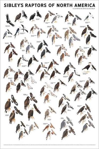 Cover for David Allen Sibley · Sibley's Raptors of North America (Poster) (2011)