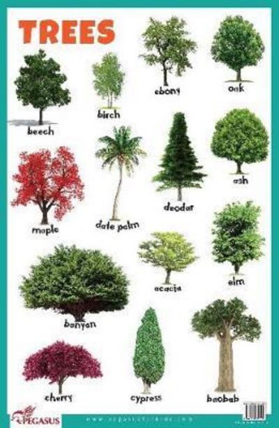 Trees Educational Chart - Pegasus - Merchandise - B Jain Publishers Pvt Ltd - 9788131939055 - April 27, 2017