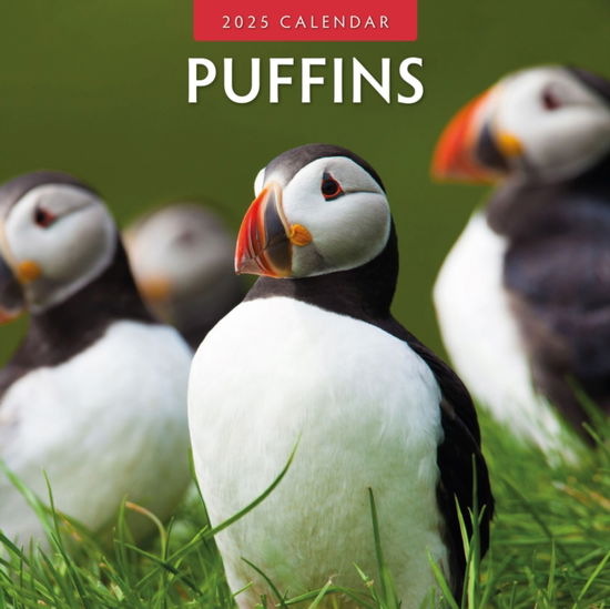 Cover for Red Robin · Puffins 2025 Square Wall Calendar (Paperback Book) (2024)