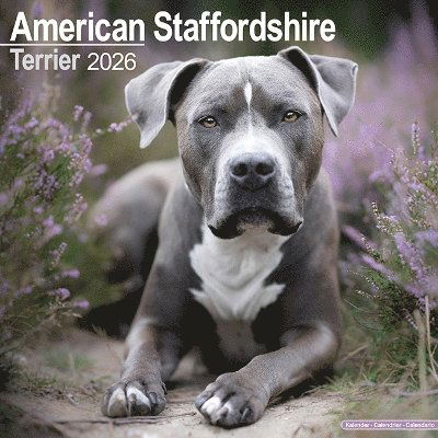 Cover for American Staffordshire Terrier Calendar 2026  Square Dog Breed Wall Calendar - 16 Month (Calendar) (2025)