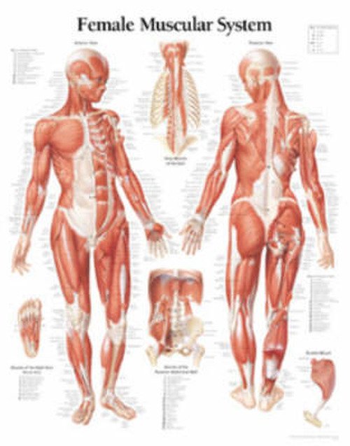 Scientific Publishing · Muscular System with Female Figure Laminated Poster (Plakat) (2002)