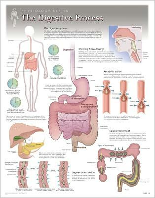 Cover for Scientific Publishing · Digestive Process Laminated Poster (Map) (2013)