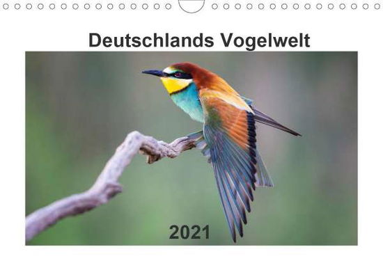 Cover for Reibert · Deutschlands Vogelwelt (Wandkal (Book)