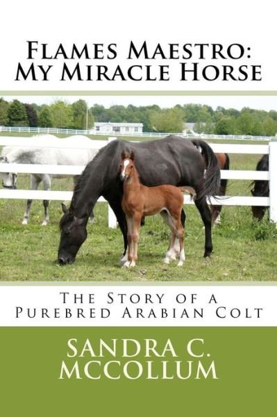 Cover for Ms Sandra C Mccollum · Flames Maestro: My Miracle Horse: the Story of a Purebred Arabian Colt (Paperback Bog) (2012)