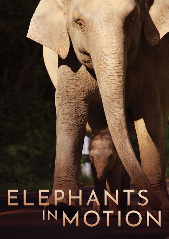 Cover for Feature Film · Elephants in Motion (DVD) (2024)