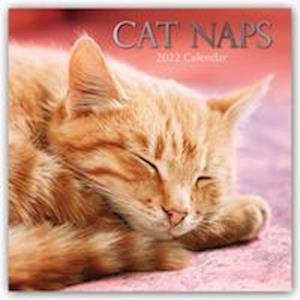 Cover for Kalender · Kalender - 2022 Cat Naps (Toys)