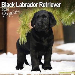 Cover for Black Labrador Puppies Calendar 2026  Square Dog Puppy Breed Wall Calendar - 16 Month (Calendar) (2025)
