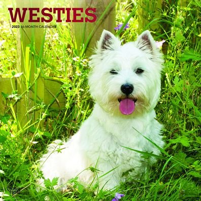 West Highland Terriers 2021 Wall Calendar 2021 BrownTrout 