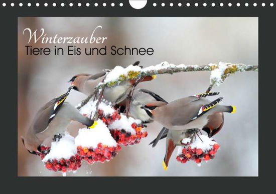 Cover for Bachmeier · Winterzauber - Tiere in Eis u (Book)