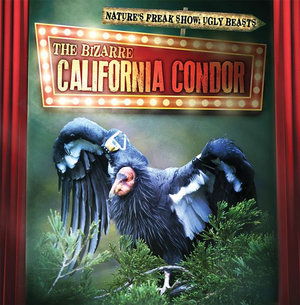 Cover for Janey Levy · The Bizarre California Condor (Paperback Book) (2019)