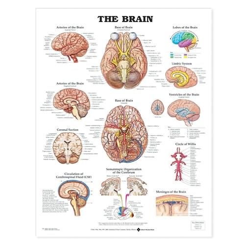 Cover for Acc 9920pu · The Brain Anatomical Chart (Landkarten) (2000)