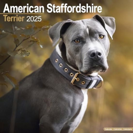 American Staffordshire Terrier Calendar 2025 Square Dog Breed Wall Calendar - 16 Month -  - Merchandise - Avonside Publishing Ltd - 9781804603062 - July 1, 2024