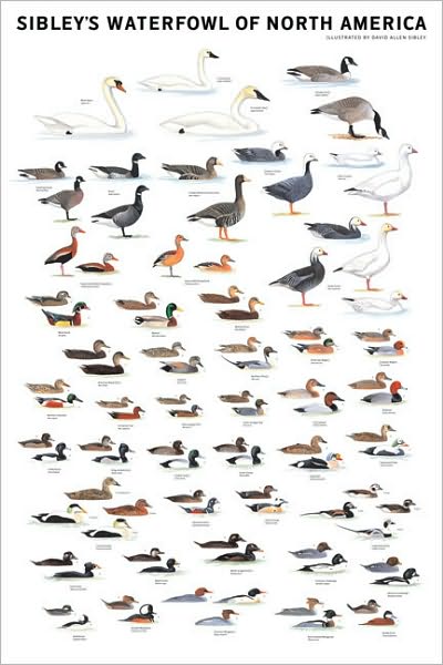 Cover for David Allen Sibley · Sibley's Waterfowl of North America (Poster) (2010)