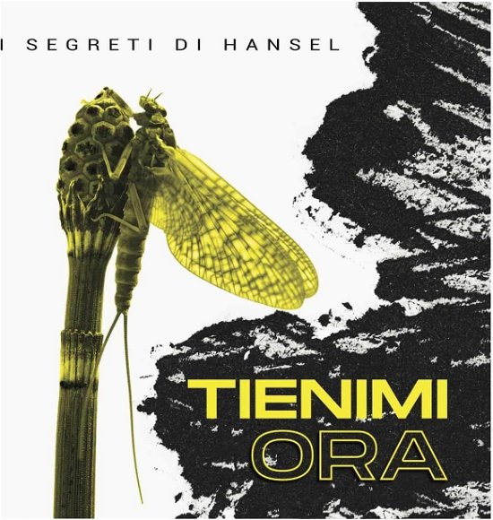 Cover for I Segreti Di Ha · Tienimi Or (CD)
