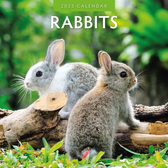 Cover for Red Robin · Rabbits 2025 Square Wall Calendar (Paperback Book) (2024)