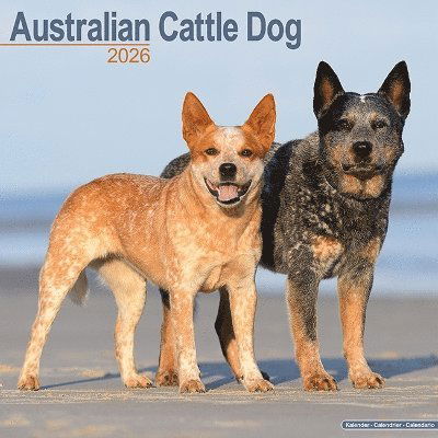 Cover for Australian Cattle Dog Calendar 2026  Square Dog Breed Wall Calendar - 16 Month (Calendar) (2025)