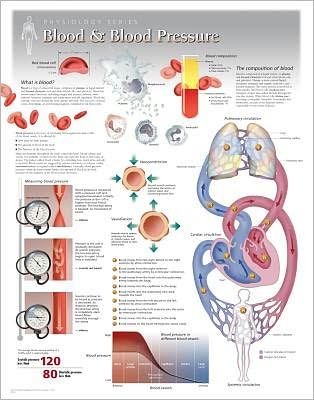 Cover for Scientific Publishing · Blood &amp; Blood Pressure Laminated Poster (Map) (2013)