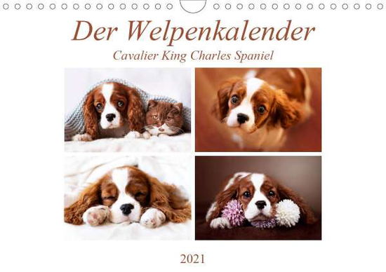 Cover for Bürger · Der Welpenkalender - Cavalier Ki (Book)