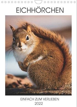 Eichhörnchen - Einfach zum Verlieben (Wandkalender 2022 DIN A4 hoch) - Same - Merchandise - Calvendo - 9783673841064 - 18. maj 2021