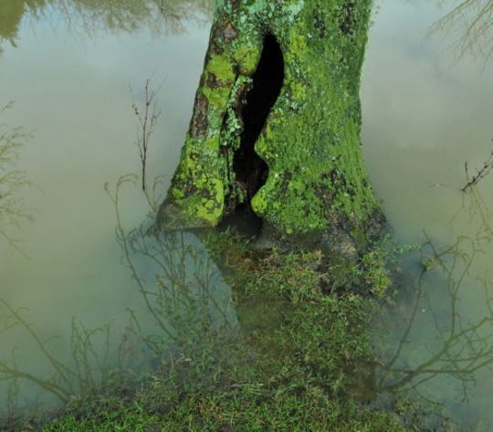 Cover for Emmanuel Tugny · Les Varietes (LP) (2014)