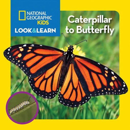 National Geographic Kids Look and Learn: Caterpillar to Butterfly - Look & Learn - National Geographic Kids - Książki - National Geographic - 9781426323065 - 9 lutego 2016