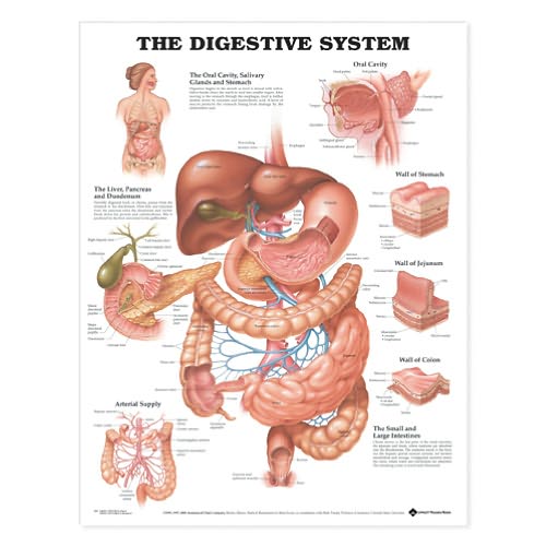 Cover for Anatomical Chart Com · The Digestive System Anatomical Chart (Map) (2000)