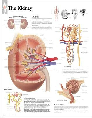 Kidney Laminated Poster - Scientific Publishing - Merchandise - Scientific Publishing - 9781932922066 - December 1, 2004