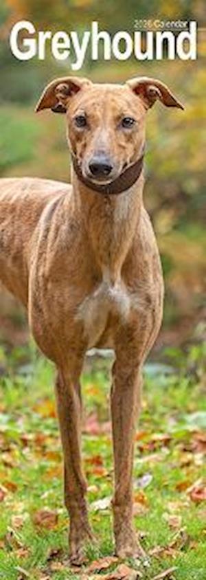 Cover for Greyhound Slim Calendar 2026  Dog Breed Slimline Calendar - 12 Month (Calendar) (2025)