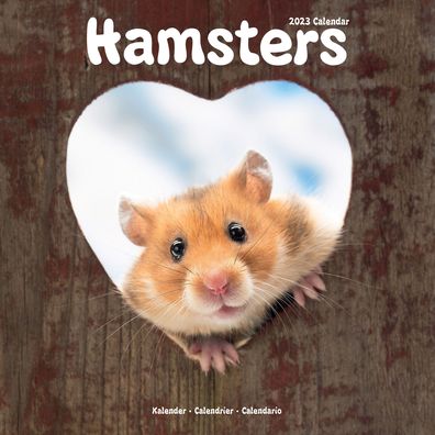 Cover for Avonside Publishing Ltd · Hamsters 2023 Wall Calendar (Calendar) (2022)