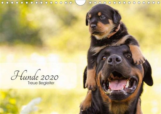 Cover for Pohle · Hunde 2020 - Treue Begleiter (Wan (Bog)