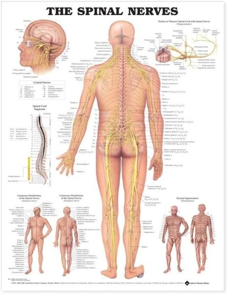 Cover for Acc 8024pu · The Spinal Nerves Anatomical Chart (Map) (2002)
