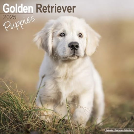 Cover for Golden Retriever Puppies Calendar 2025  Square Dog Puppy Breed Wall Calendar - 16 Month (Calendar) (2024)