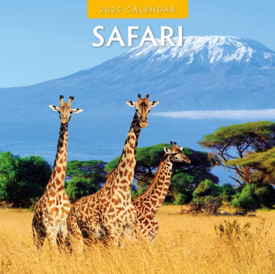 Cover for Red Robin · Safari 2025 Square Wall Calendar (Paperback Book) (2024)