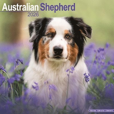 Cover for Australian Shepherd Calendar 2026  Square Dog Breed Wall Calendar - 16 Month (Calendar) (2025)
