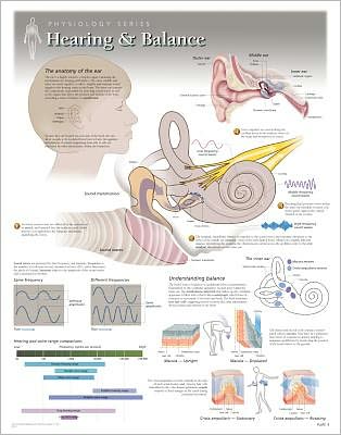 Hearing & Balance Laminated Poster - Scientific Publishing - Boeken - Scientific Publishing Limited - 9781935612070 - 31 mei 2013