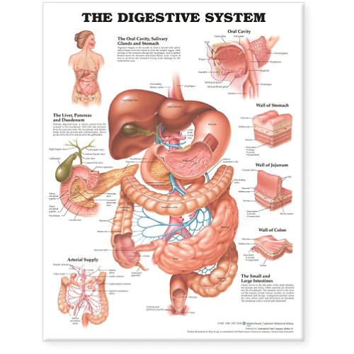 The Digestive System Anatomical Chart - Anatomical Chart Com - Livres - Anatomical Chart Co. - 9781587790072 - 5 février 2000