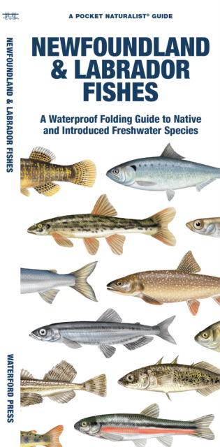 Cover for Waterford Press Waterford Press · Newfoundland &amp; Labrador Fishes: A Folding Guide to Native and Introduced Freshwater Species - Pocket Naturalist Guide (Pamphlet) (2023)